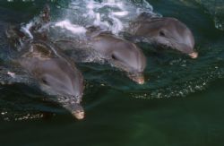 Dolphins, Puerto Aventuras, Mexico, F90X and 20mm lens by David Stephens 